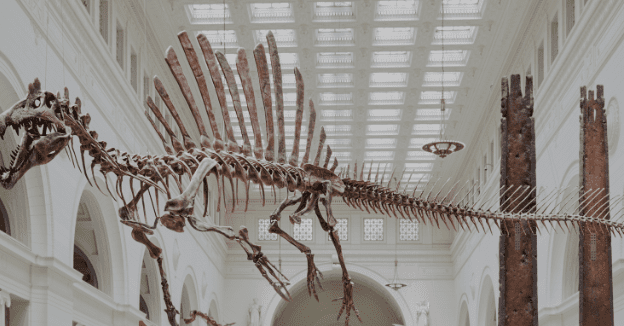 Dinosaur skeleton with spiny back displayed in spacious, well-lit museum hall with high ceiling.