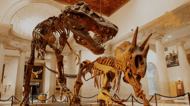 Dinosaur skeletons of a theropod and ceratopsid displayed in a grand, columned museum hall.