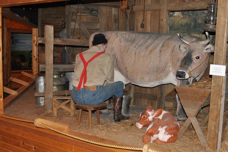Diorama of a person milking a cow beside a calf on a hay-covered floor with farm equipment.