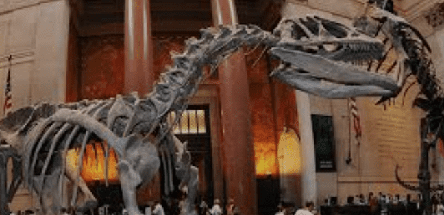 Dinosaur skeletons displayed in a museum hall with high ceilings and pillars, people observing.