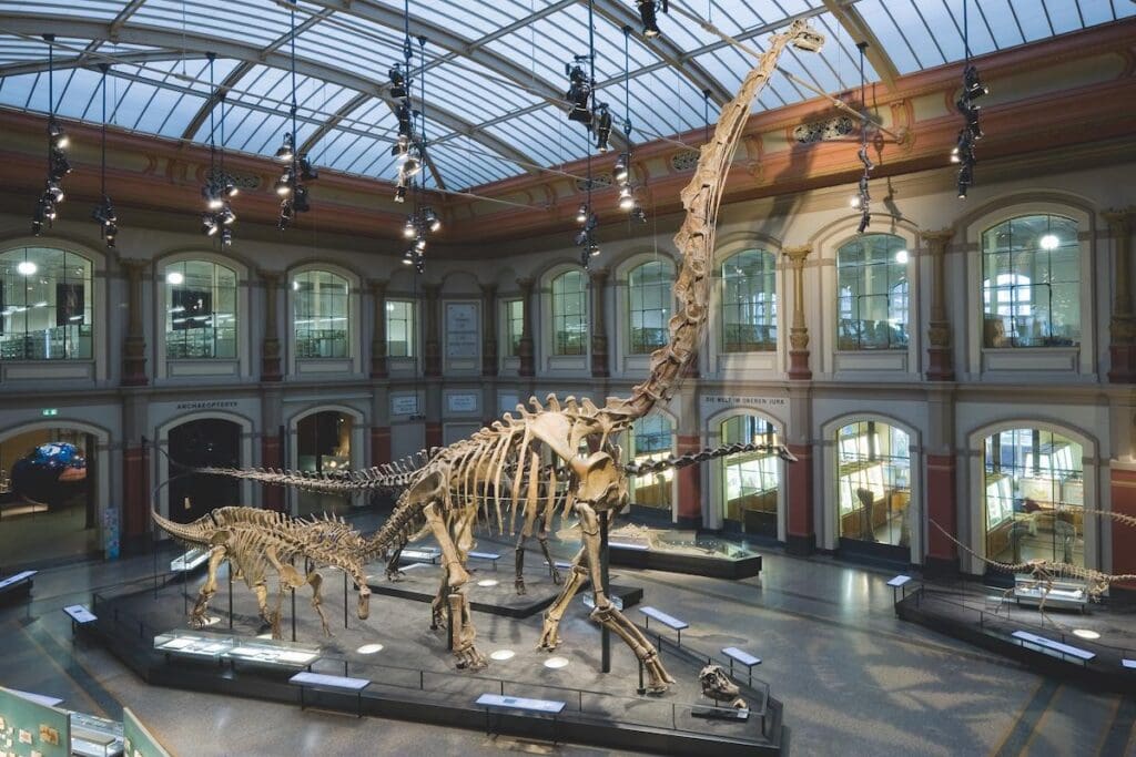 Large museum hall with dinosaur skeletons, including a central tall, long-necked dinosaur skeleton.
