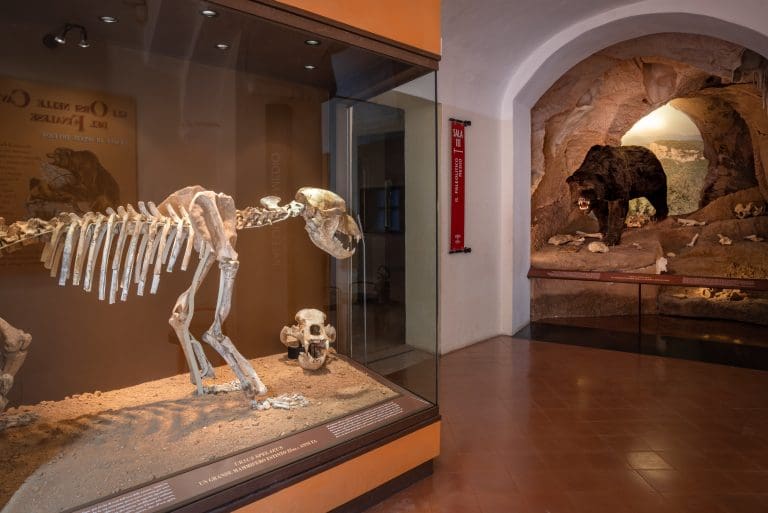 Museum exhibit with prehistoric skeletal remains in a glass case, and taxidermy bear in cave setting.