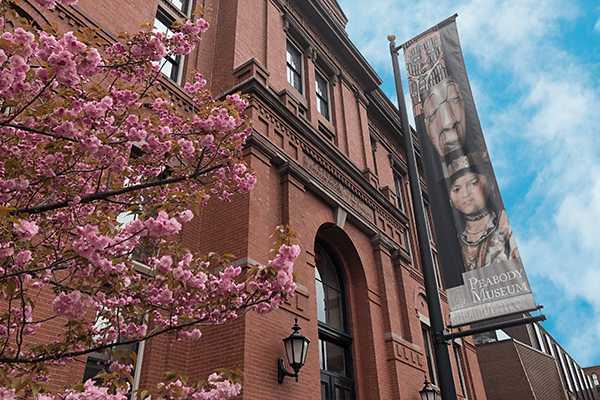 Red brick building of Peabody Museum partially obscured by pink flowers, with banner displaying artifacts.