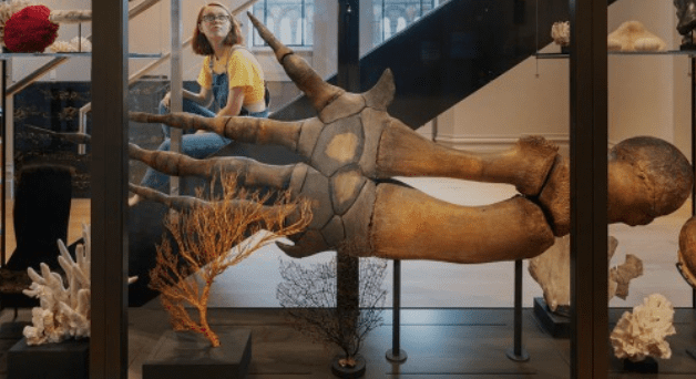 Person viewing large prehistoric skeletal appendage and corals in a museum display.