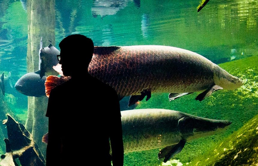 Silhouette of a person in front of an aquarium with large fish swimming, lit background, dark foreground
