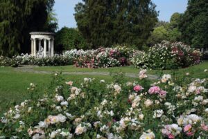 Lush garden with rose bushes and a white, classical rotunda surrounded by tall trees.