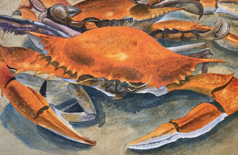crab 768x501