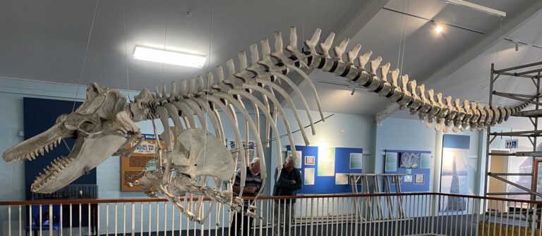 killer whale museum 768x335